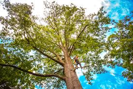 Best Firewood Processing and Delivery  in Waxahachie, TX