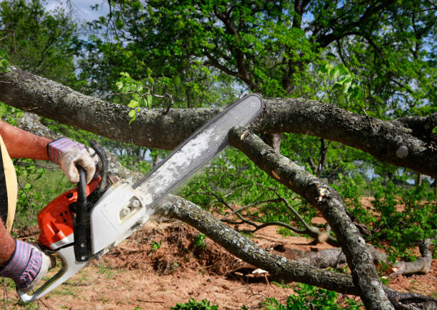 Best Lawn Maintenance Plans  in Waxahachie, TX